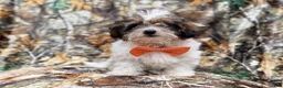 Shihpoo dogs for sale: Dagger - Ad 3
