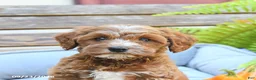 Cavapoo dogs for sale: Wanda - Ad 5
