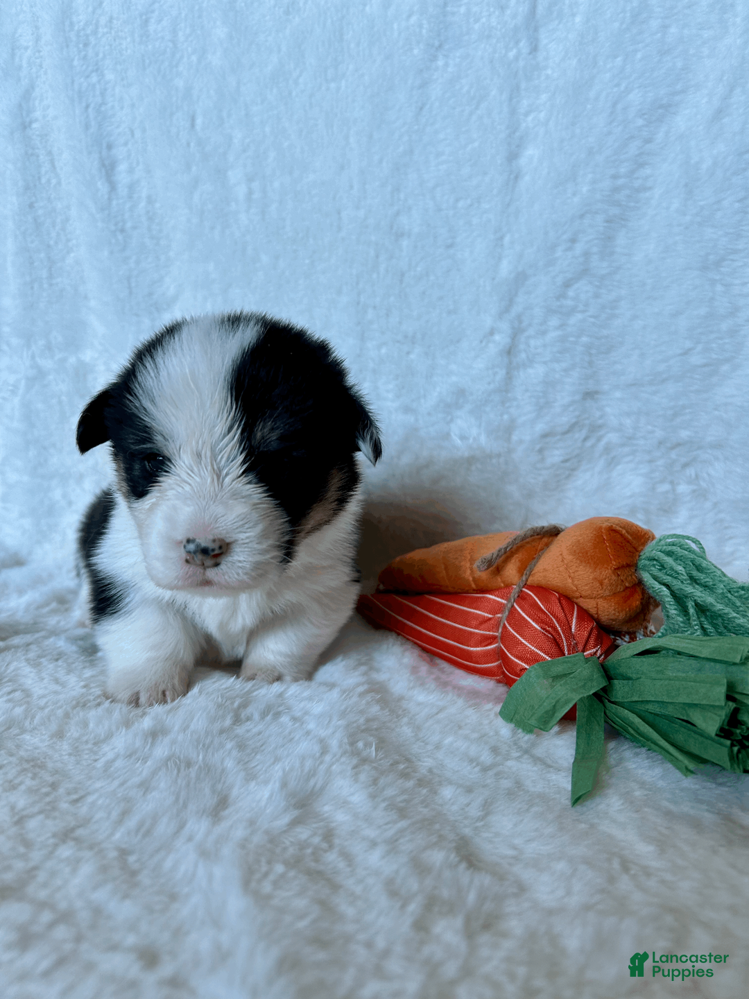 Welsh Corgi Pembroke dogs for sale: Welsh Corgi Pembroke Puppy 1 - Ad 1