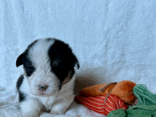 Welsh Corgi Pembroke dogs Welsh Corgi Pembroke Puppy 1 - Ad 10