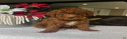 Mini Goldendoodle dogs for sale: Ruby - Ad 2