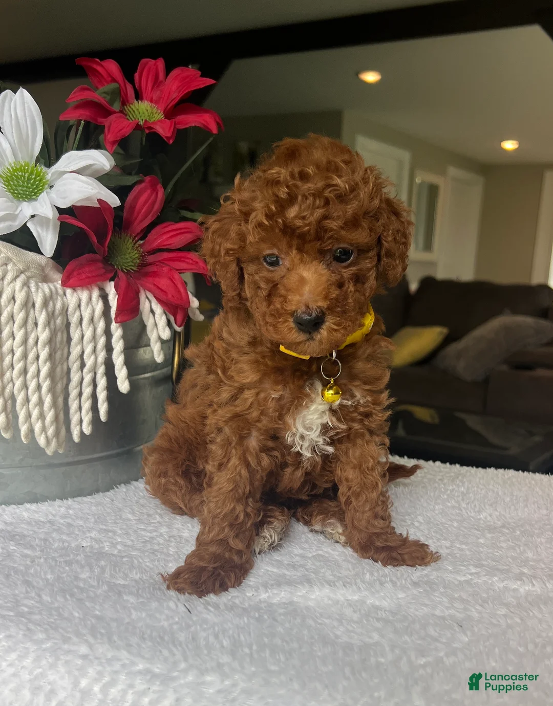 Mini Goldendoodle dogs for sale: Ruby - Ad 2