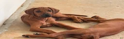 Rhodesian Ridgeback dogs for sale: Rhodesian Ridgeback Puppy 3 - Ad 3