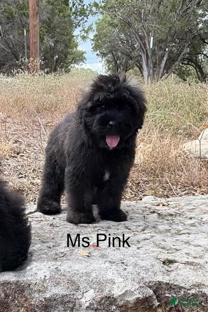 Bouvier Des Flandres dogs Ms Pink - Ad 1