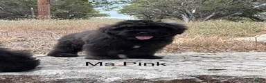 Ms Pink