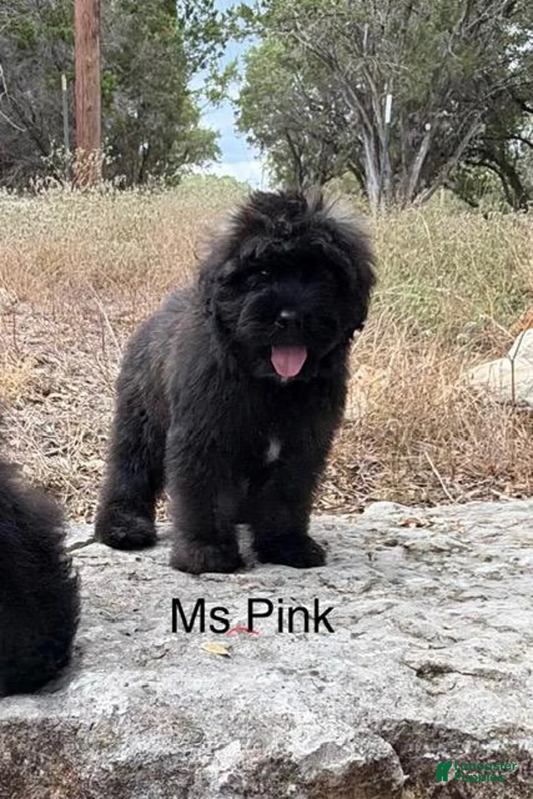 Bouvier Des Flandres dogs for sale: Ms Pink - Ad 1