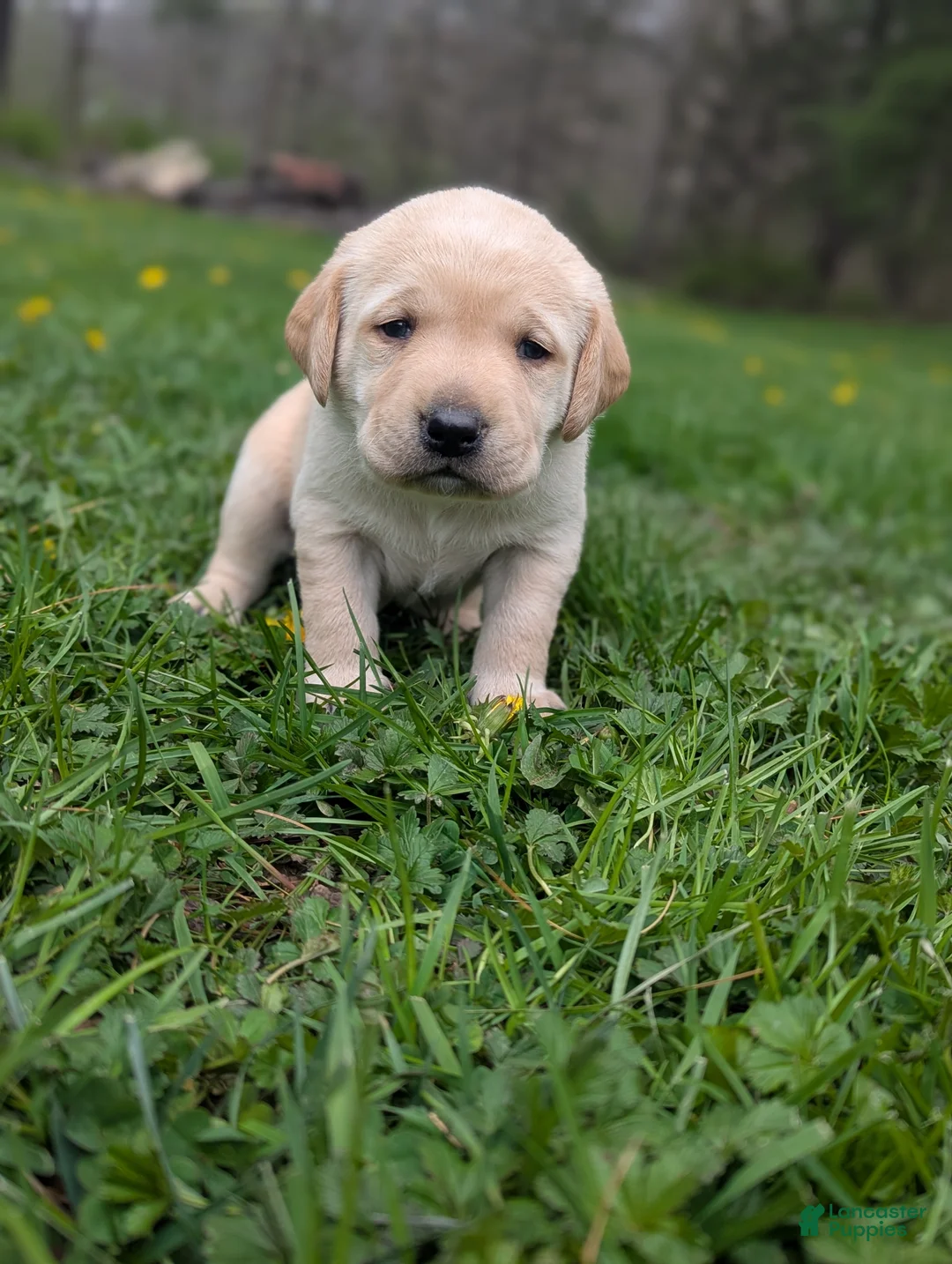 Labrador Retriever dogs for sale: Charles - Ad 1