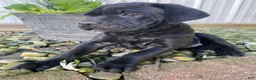 Cane Corso dogs for sale: Janelle - Ad 3