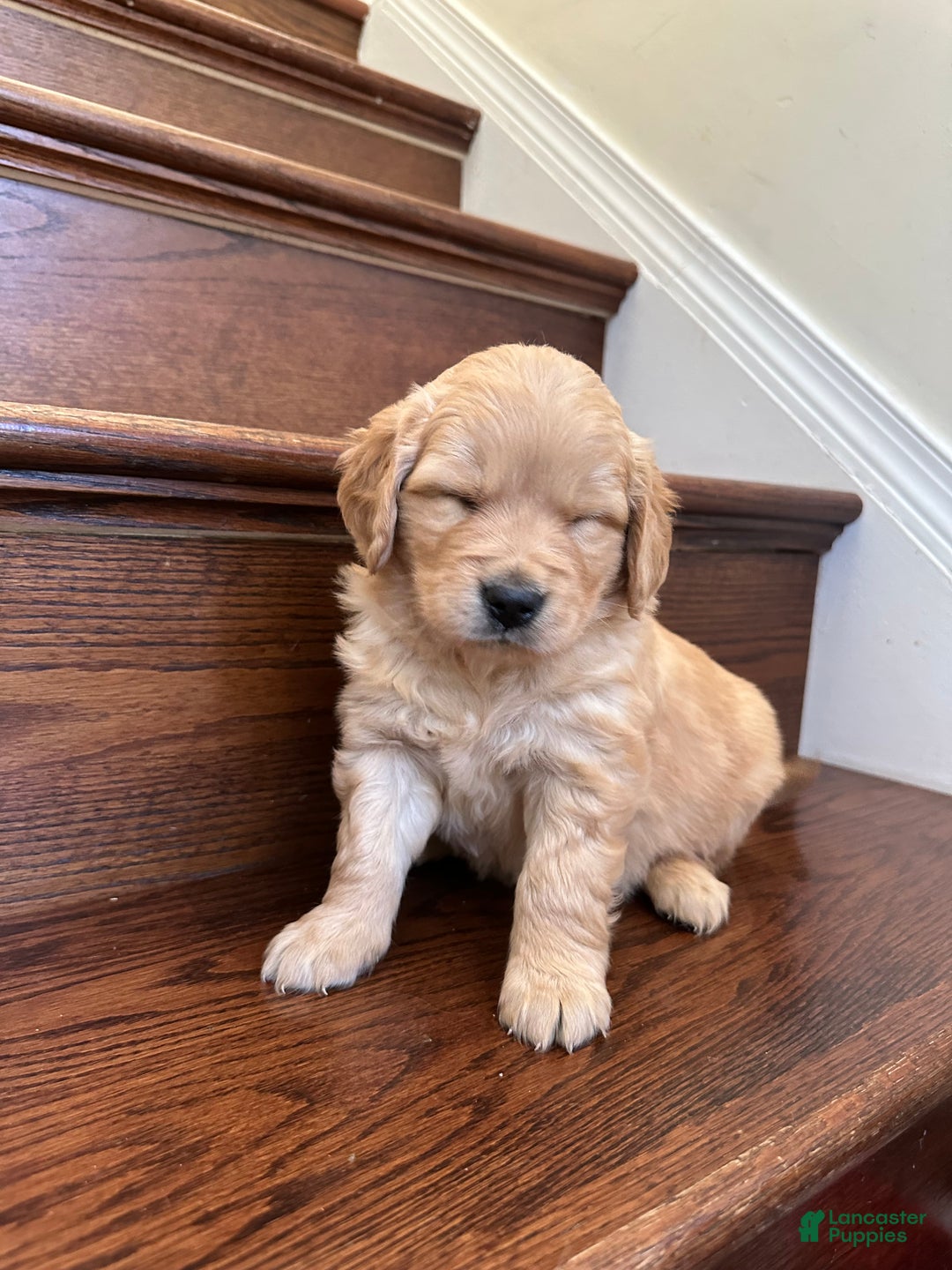 Golden Retriever dogs for sale: Opal - Ad 14