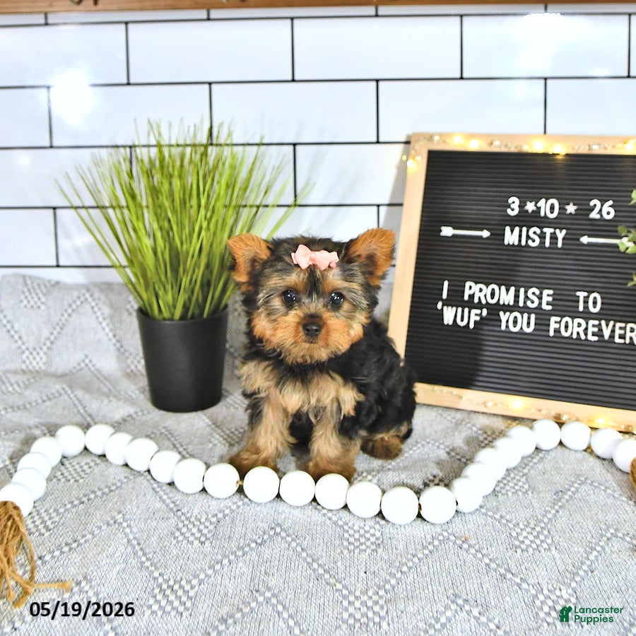 Yorkshire Terrier dogs Misty - Ad 1