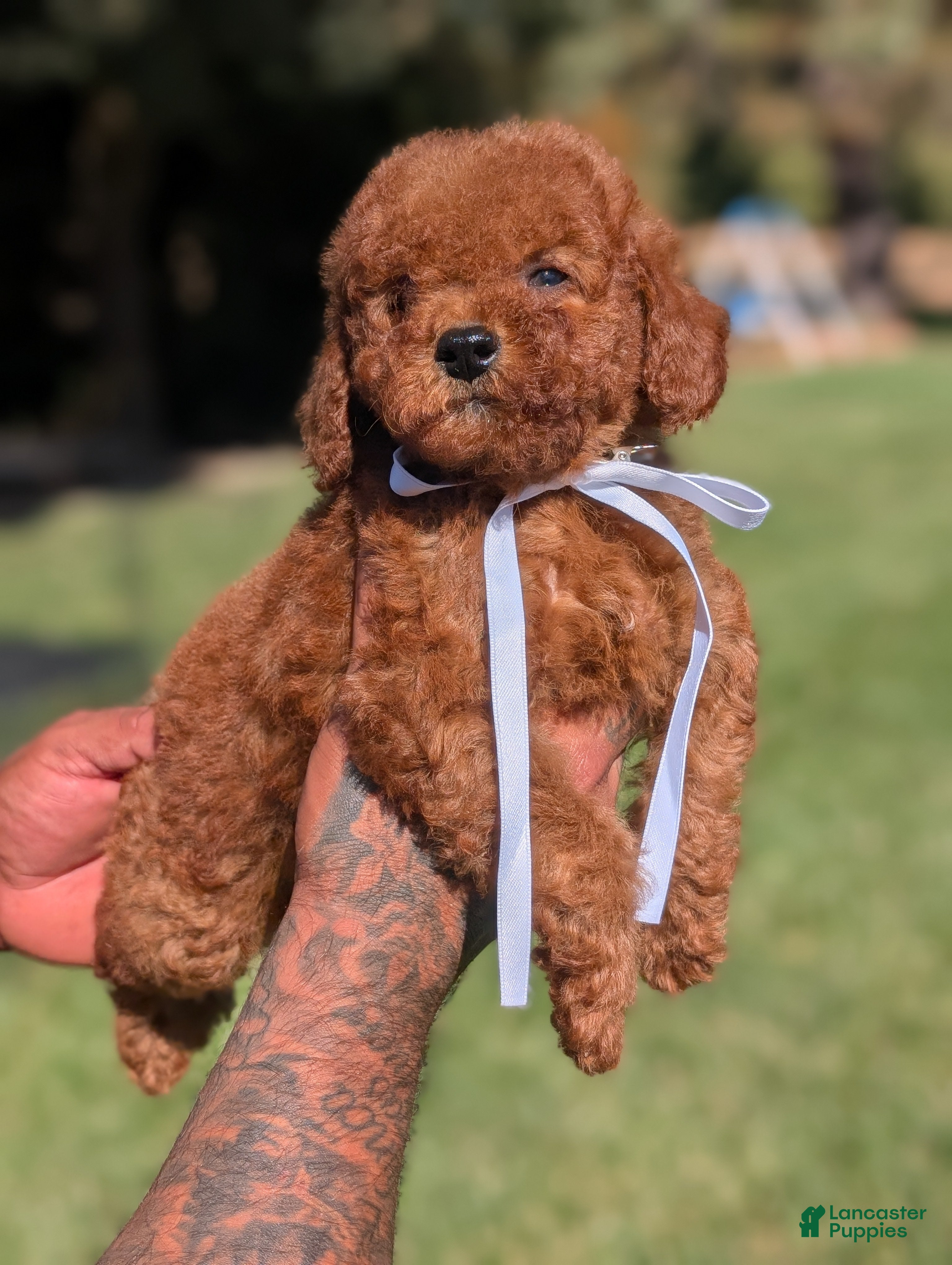 Mini Goldendoodle dogs CIDER - Ad 2