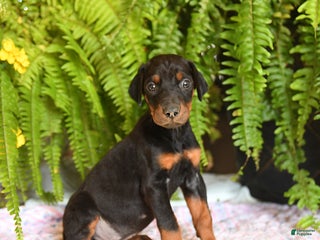 Doberman Pinscher dogs - Ad 26
