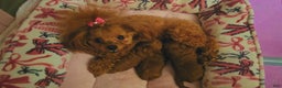 Toy Poodle dogs for sale: Toy Poodle Puppy 1 - Ad 2