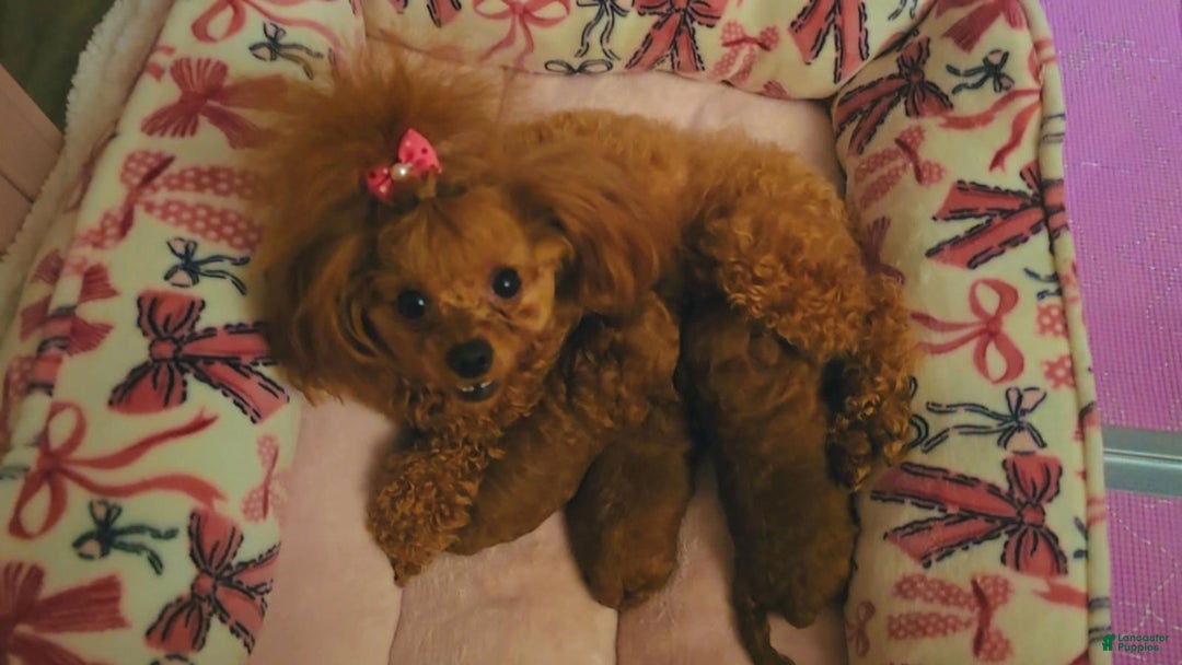 Toy Poodle dogs for sale: Toy Poodle Puppy 1 - Ad 2