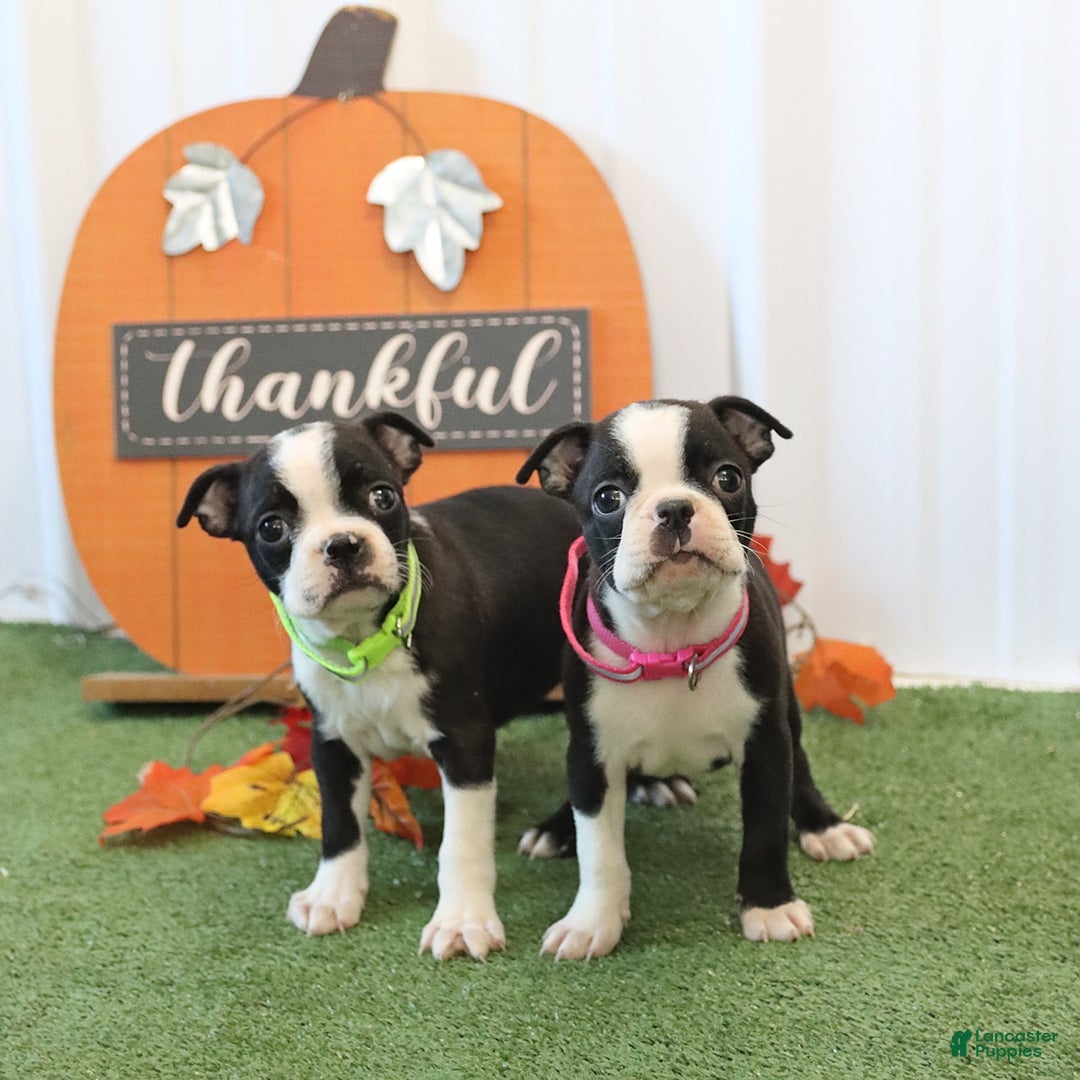 Boston Terrier dogs for sale: Yipper - Ad 2