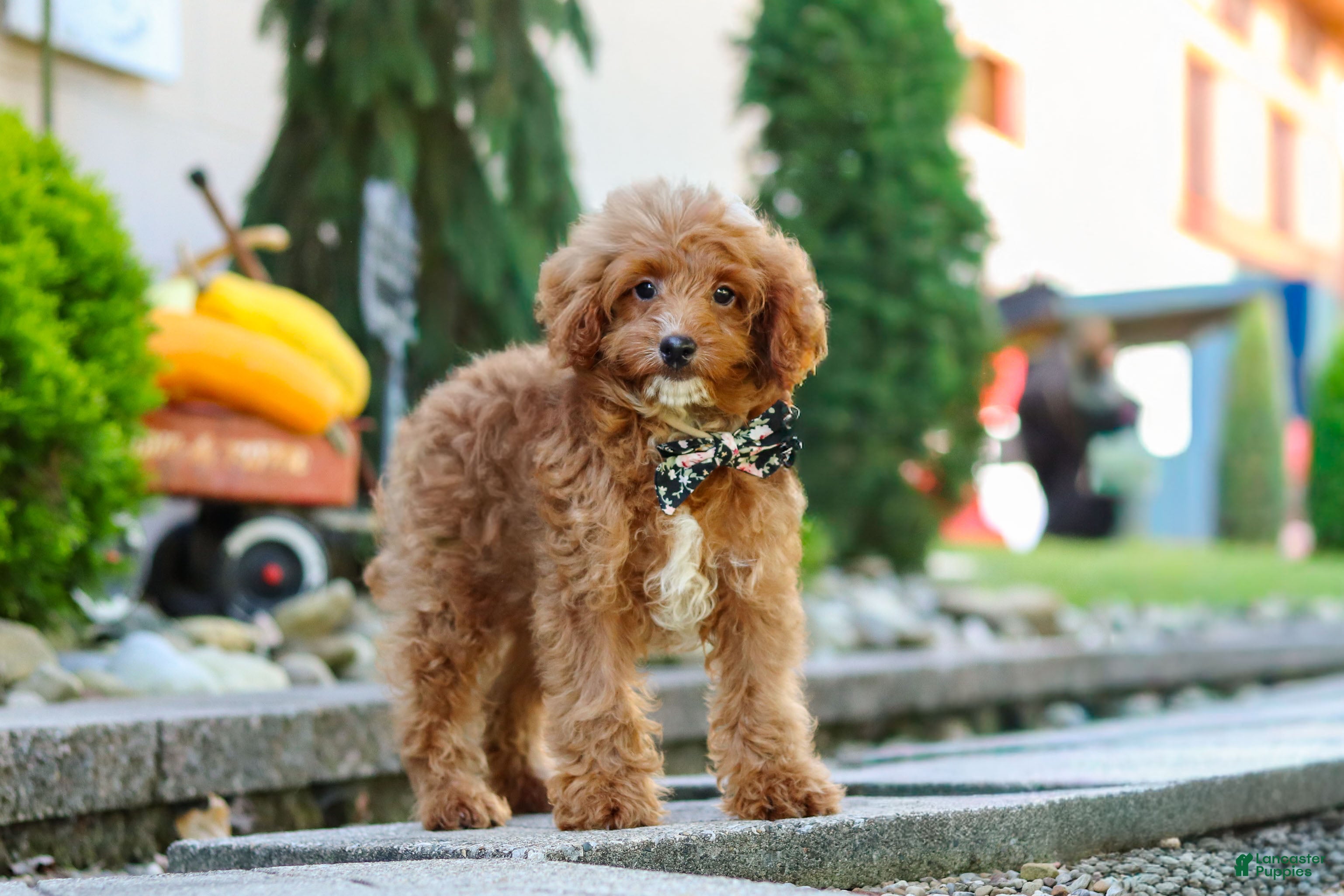 Cavapoo dogs Justin - Ad 2