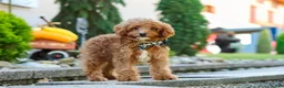 Cavapoo dogs for sale: Justin - Ad 2