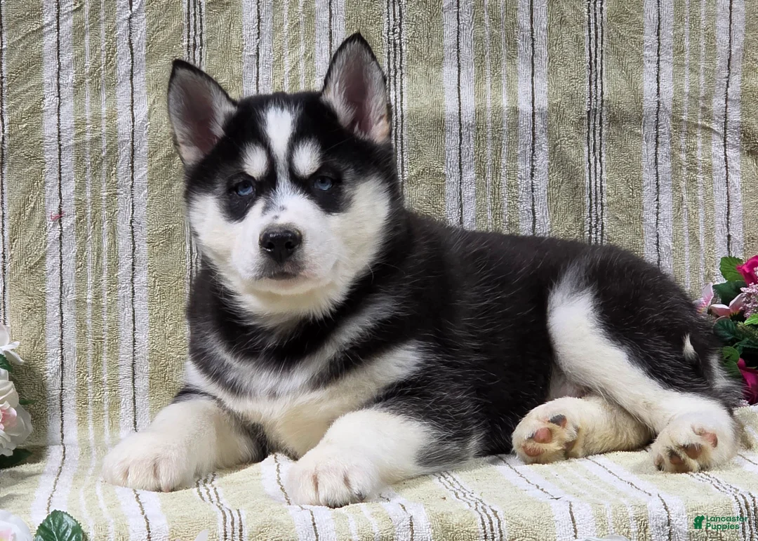 Siberian Husky dogs for sale: Dillon - Ad 8