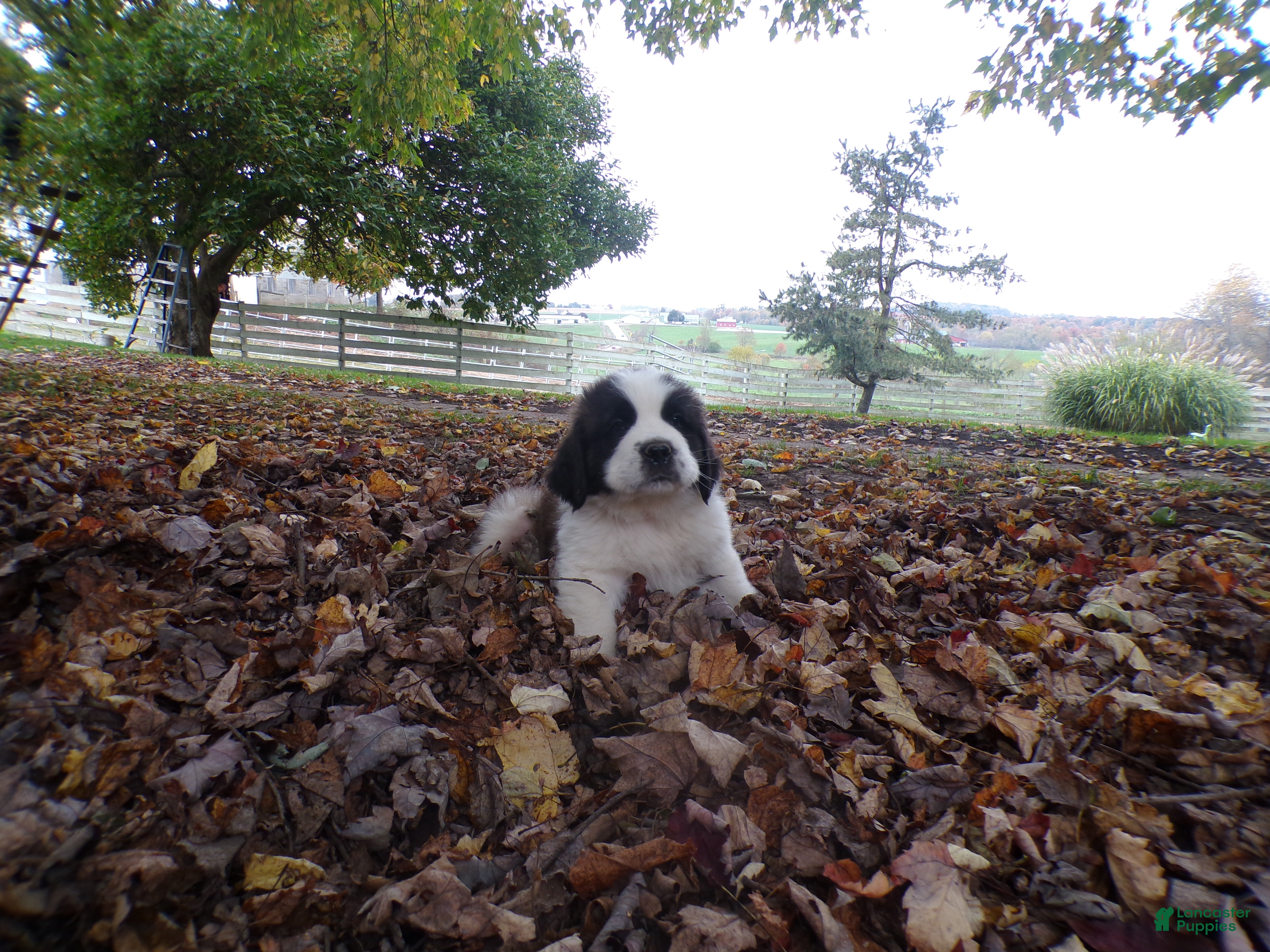Saint Bernard dogs Clifford - Ad 34