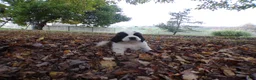Saint Bernard dogs for sale: Clifford - Ad 1