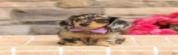 Miniature Dachshund dogs for sale: Marley - Ad 11