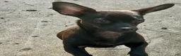 Mixed Breed dogs for sale: Mixed Breed 1 - Ad 2
