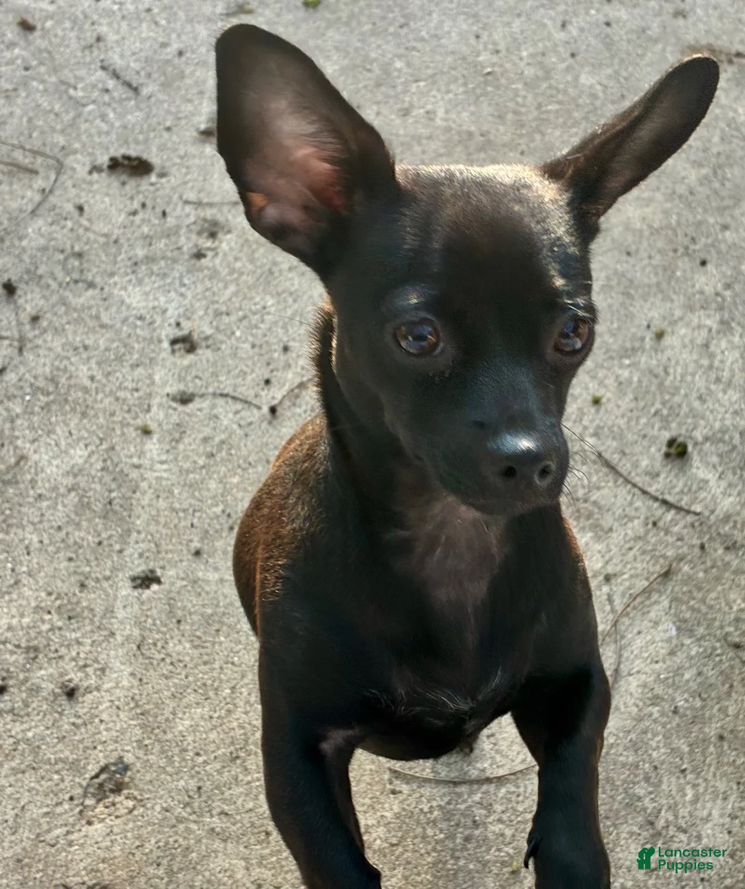 Mixed Breed dogs for sale: Mixed Breed 1 - Ad 2