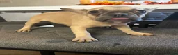 French Bulldog dogs for sale: Nina - Ad 19