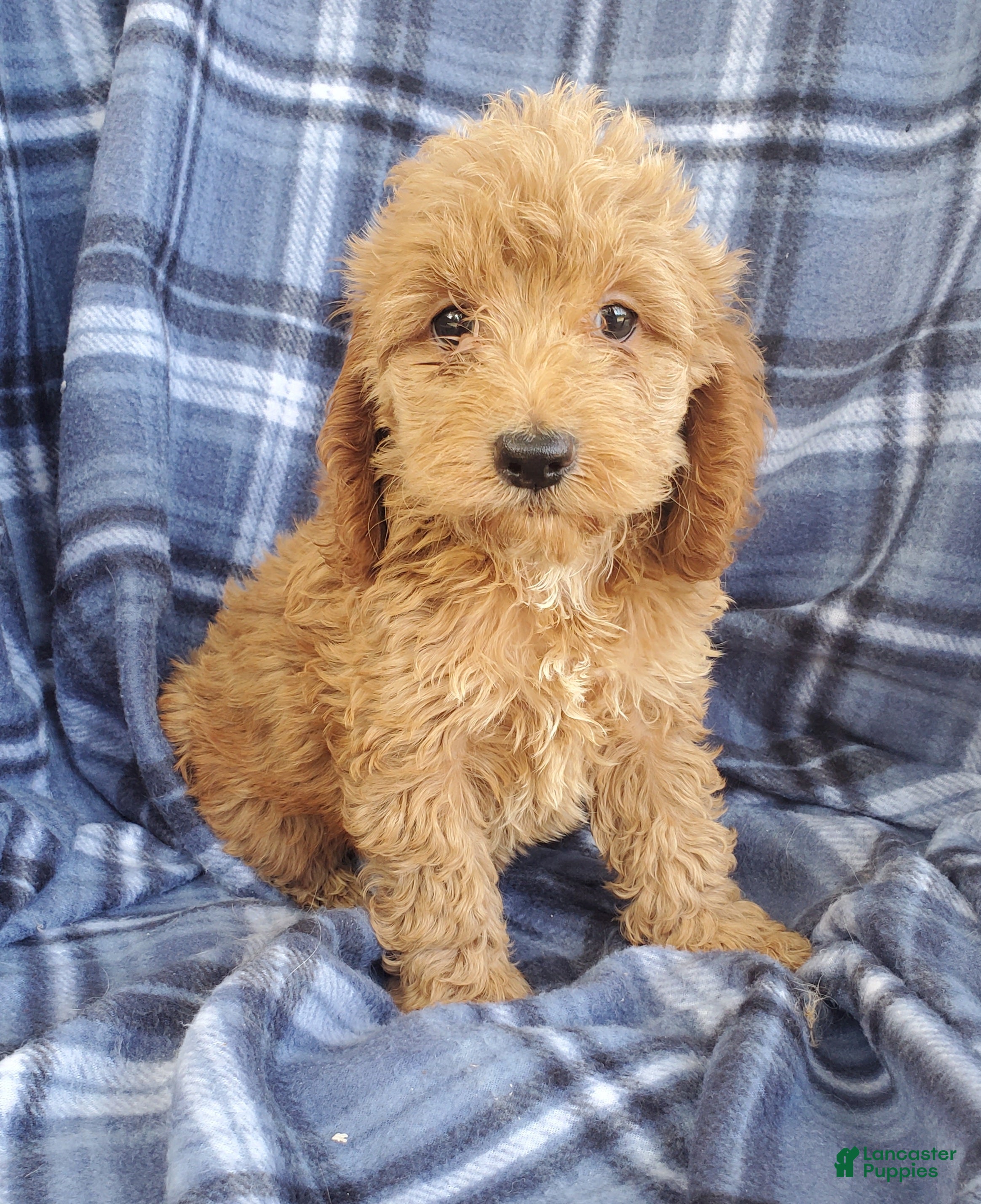 Cockapoo dogs Milo - Ad 2