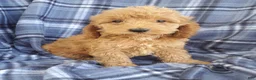 Cockapoo dogs for sale: Milo - Ad 2