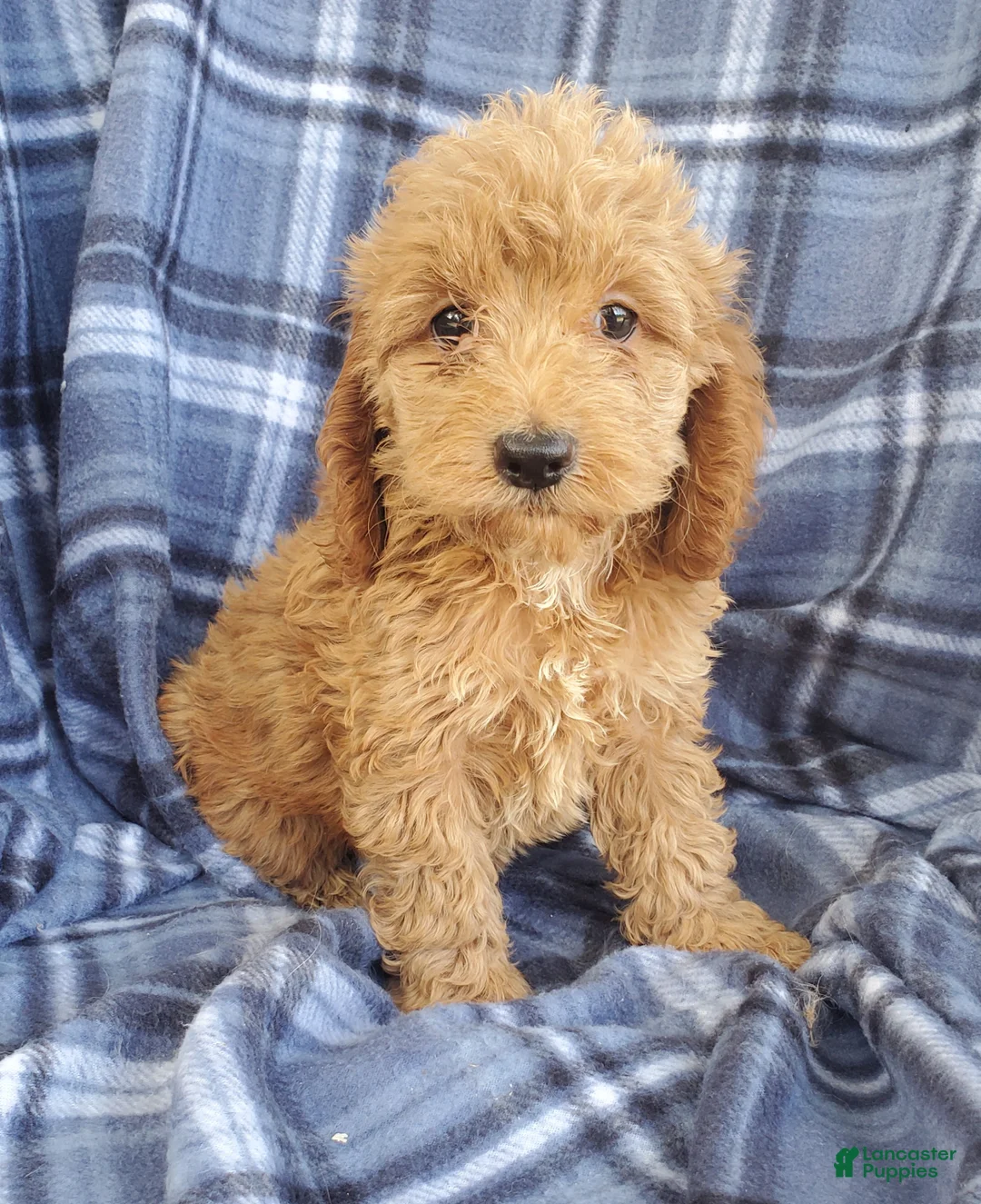 Cockapoo dogs for sale: Milo - Ad 2