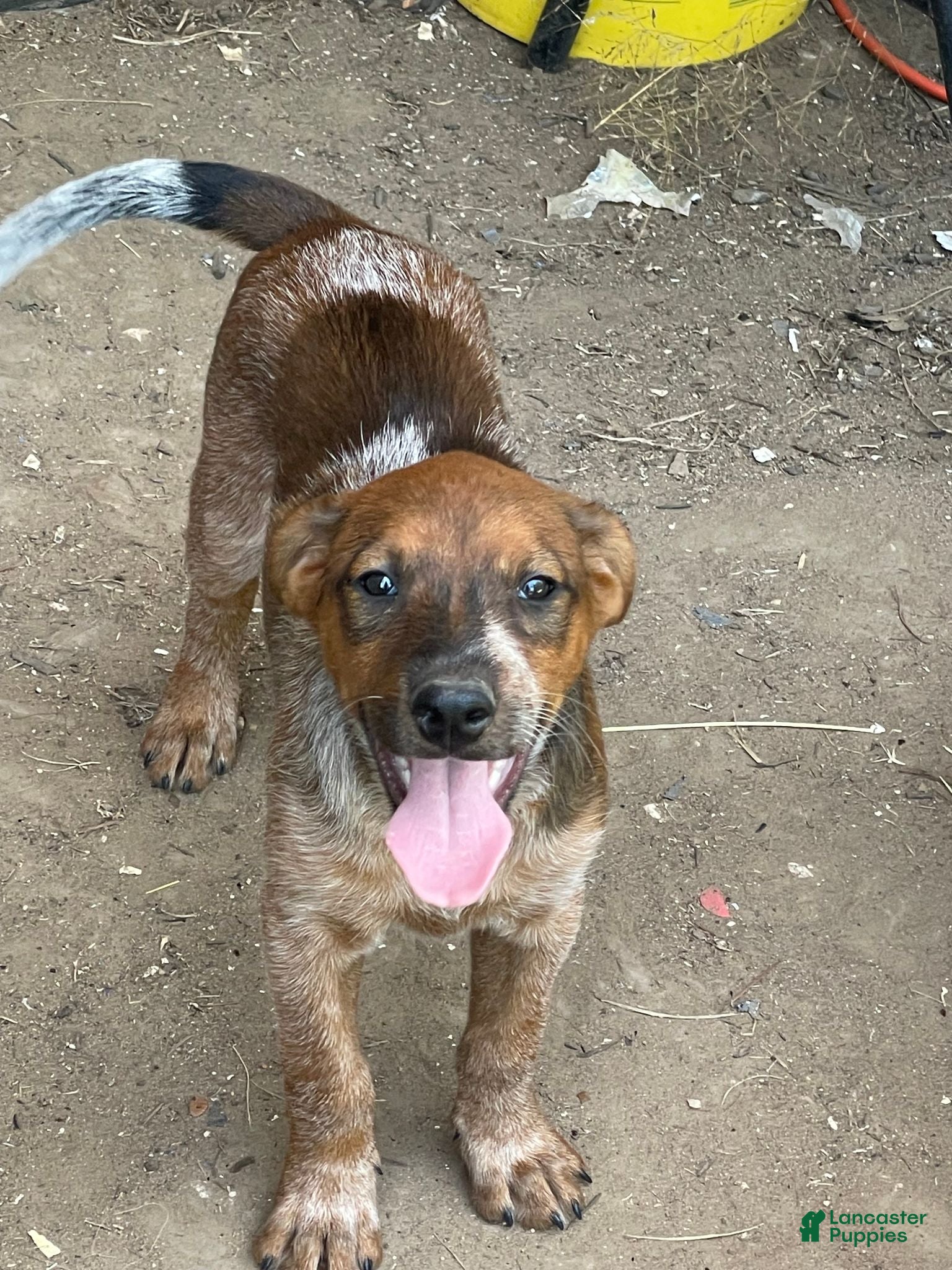 Mixed Breed dogs Doberdoodle - Ad 24