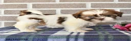 Shih Tzu dogs for sale: Rose  - Ad 2