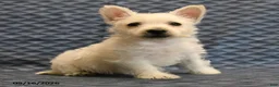 West Highland Terrier dogs for sale: Nancy - Ad 4