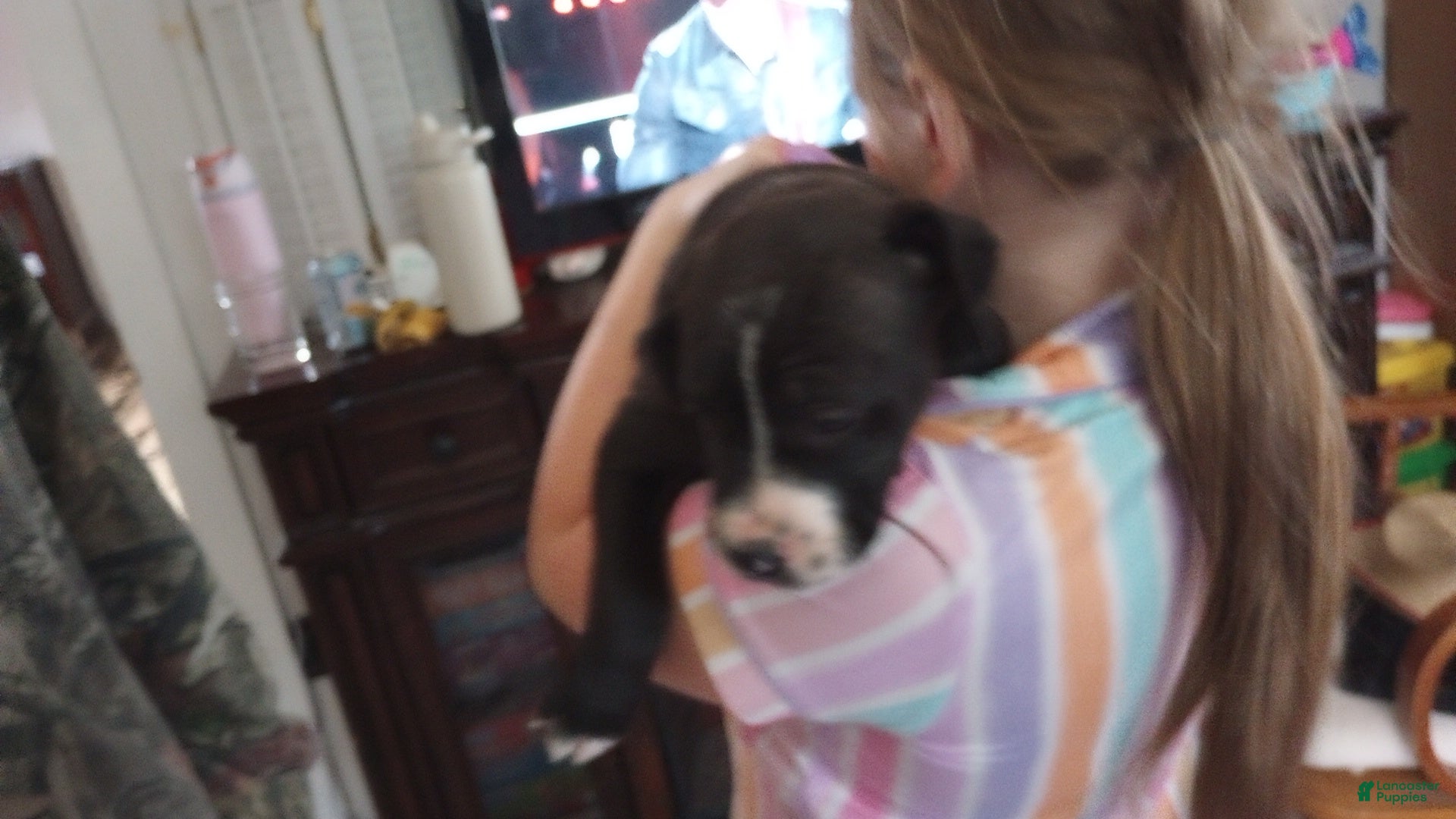 American Bully dogs Amit Elor - Ad 22