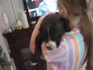 American Bully dogs Amit Elor - Ad 22