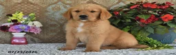 Golden Retriever dogs for sale: Laddie - Ad 3