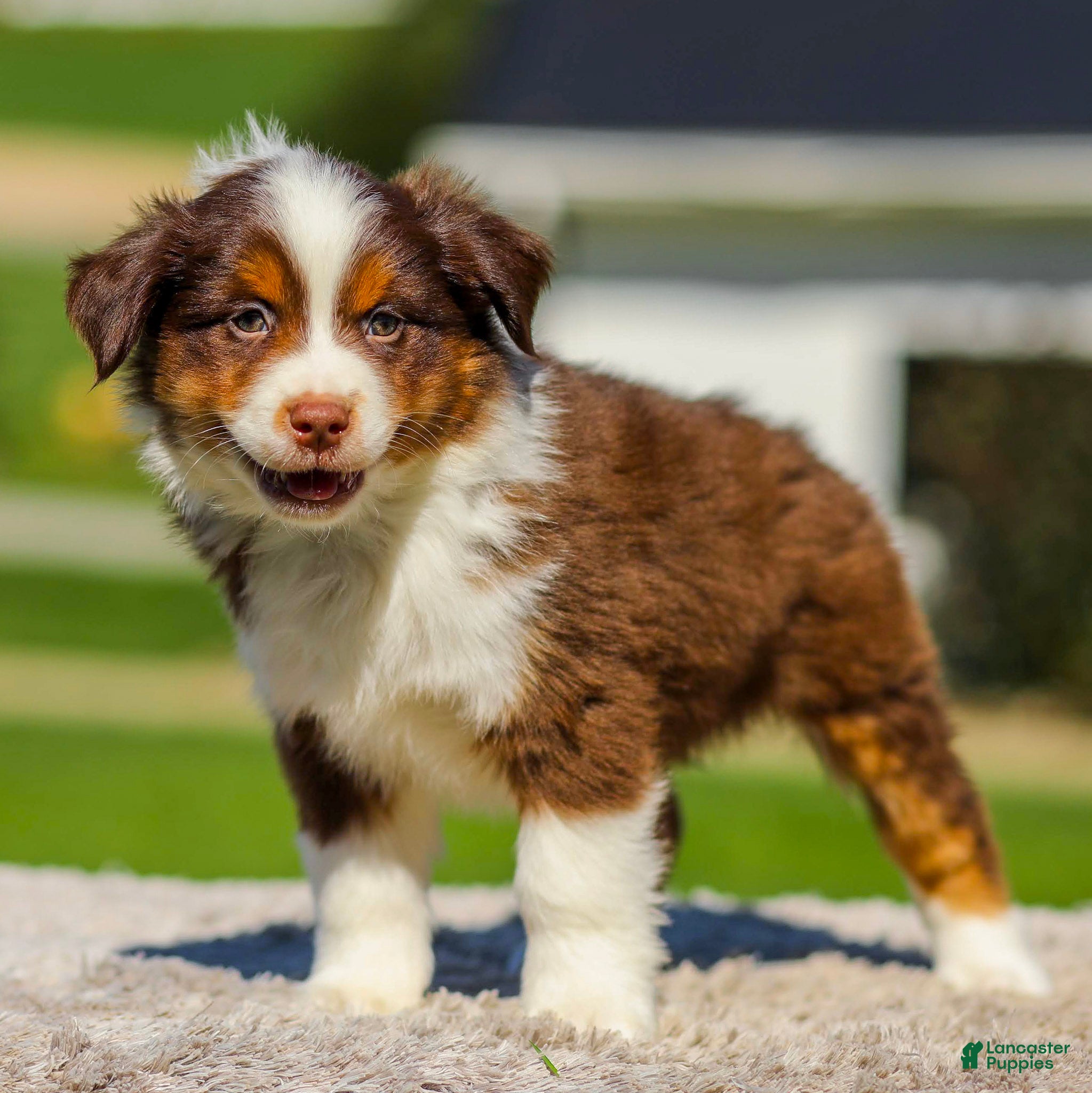 Miniature Australian Shepherd dogs Ishmael - Ad 2