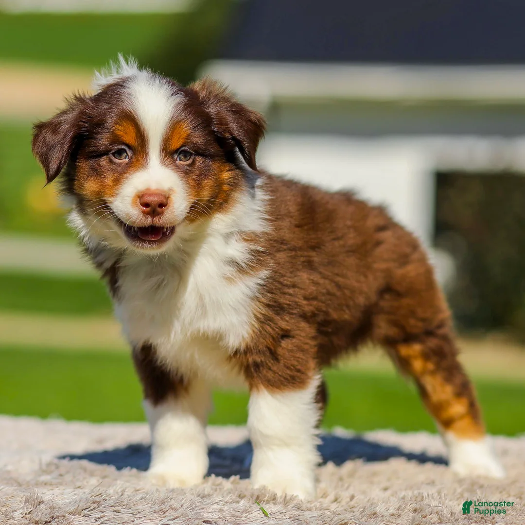 Miniature Australian Shepherd dogs for sale: Ishmael - Ad 2