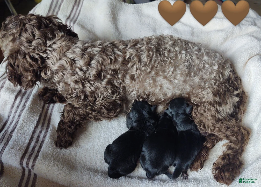 Yorkiepoo dogs for sale: Violet - Ad 8
