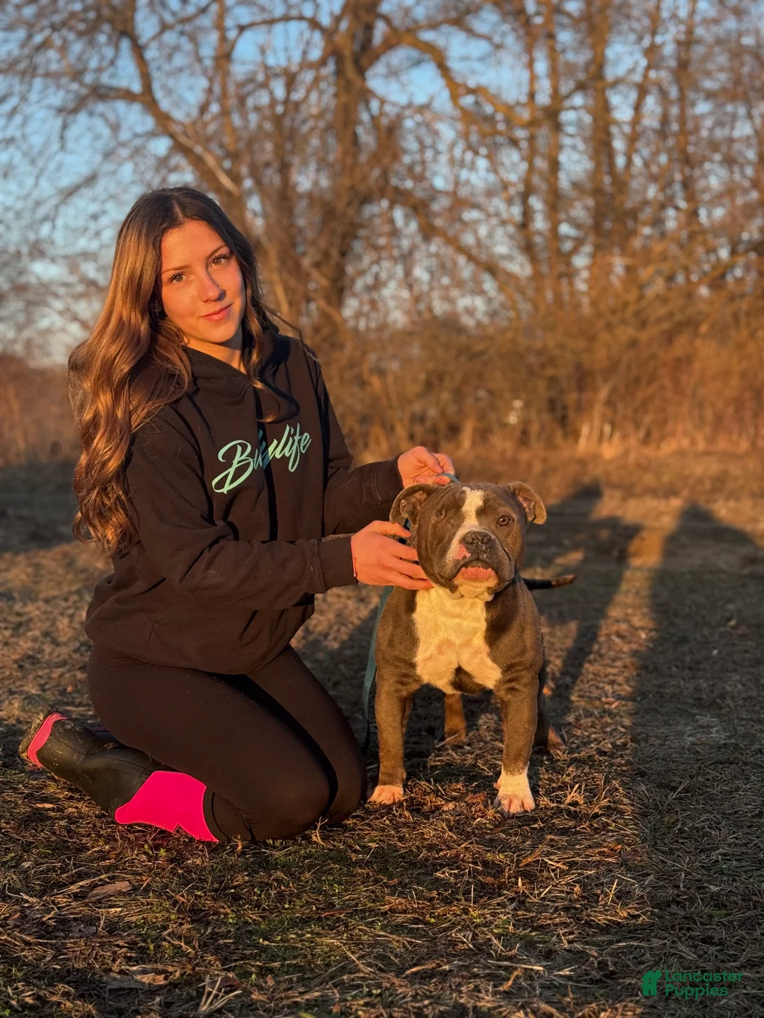 American Bully dogs for sale: American Bully Male- Baloo  - Ad 1