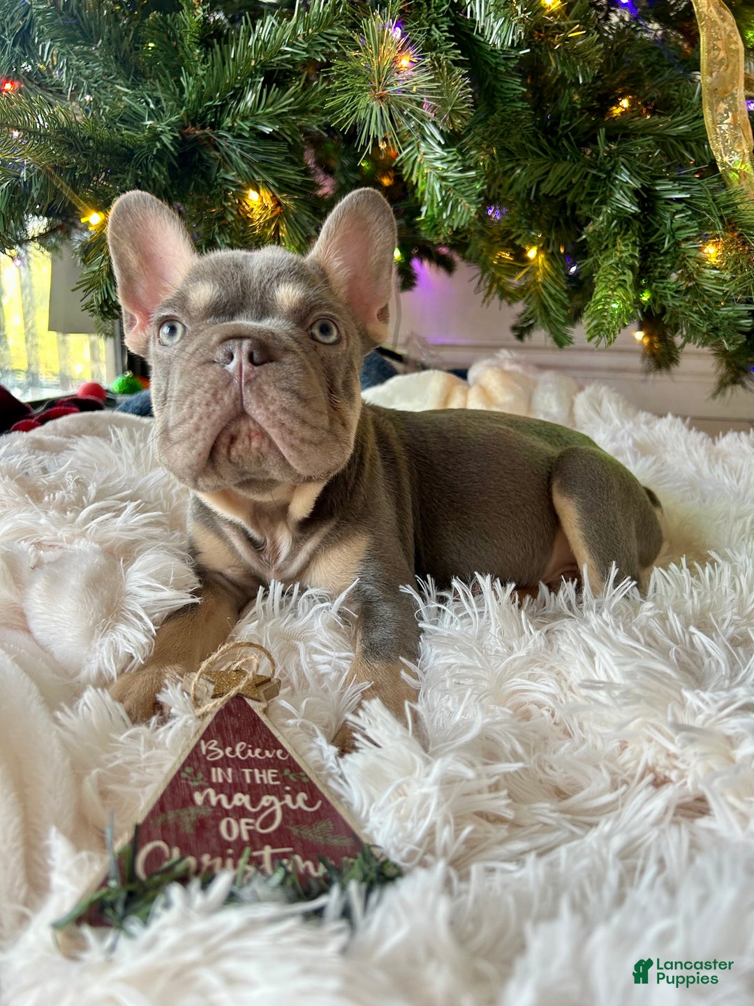 French Bulldog dogs for sale: French Bulldog Puppy 1 - Ad 2