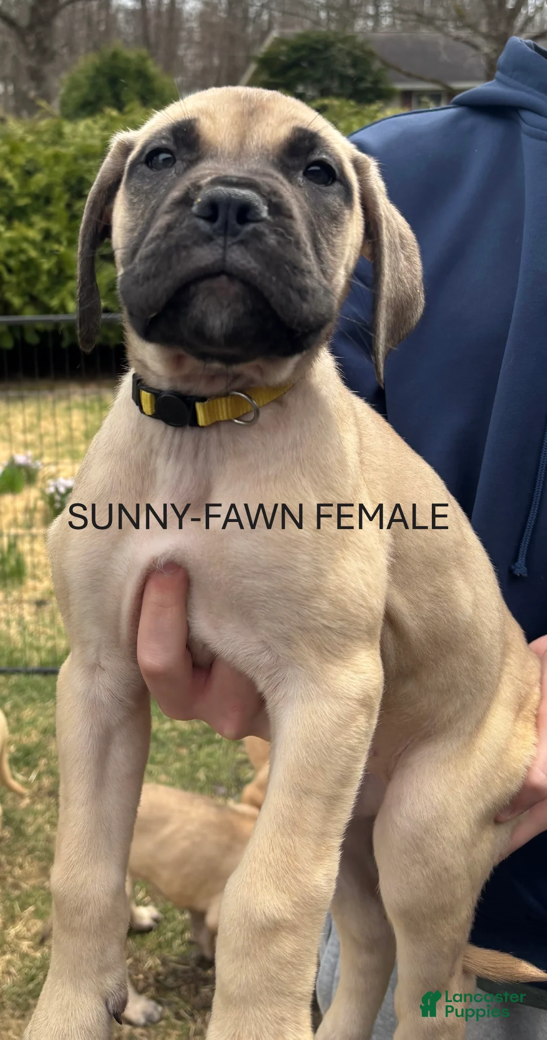 Bullmastiff dogs for sale: Sunny - Ad 1