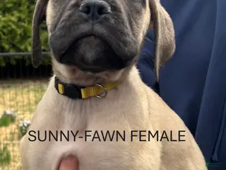 Bullmastiff dogs Sunny - Ad 5