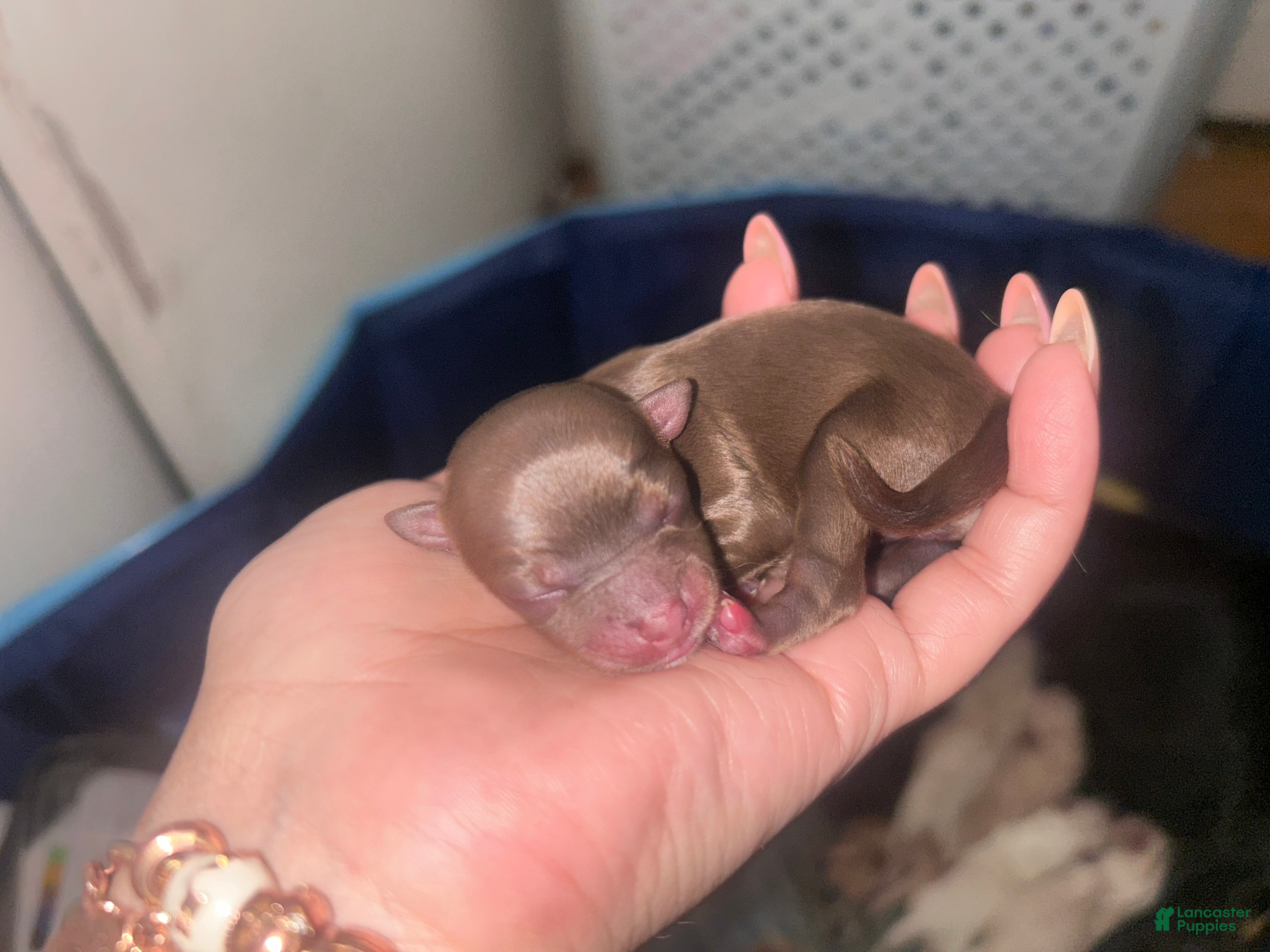 Chihuahua dogs for sale: Chihuahua 1 - Ad 2