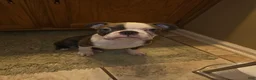 Boston Terrier dogs for sale: Max - Ad 5