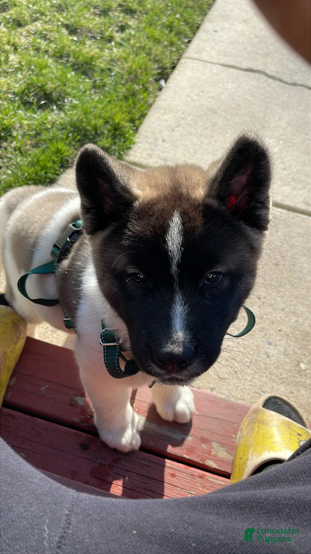 Akita dogs for sale: Akita Puppy 1 - Ad 1