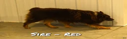 Mixed Breed dogs for sale: Twila - Ad 7