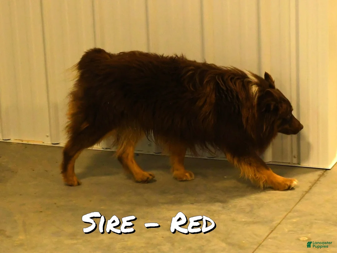 Mixed Breed dogs for sale: Twila - Ad 7