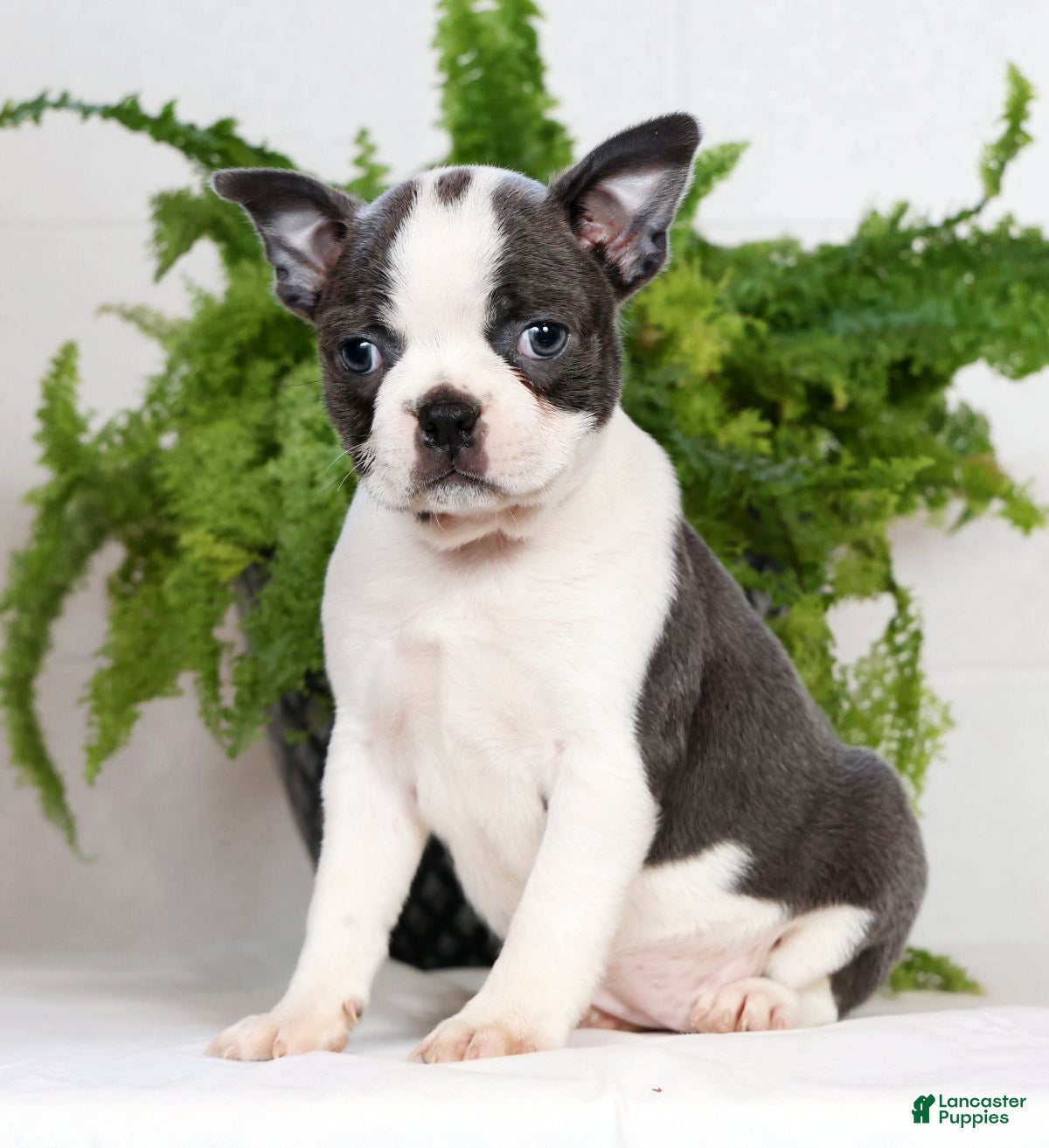Boston Terrier dogs Kathy - Ad 1